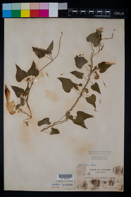Cynanchum laeve image