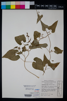 Cynanchum laeve image