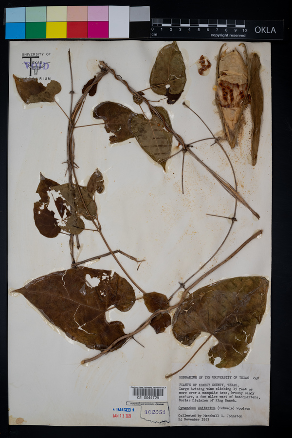 Cynanchum image