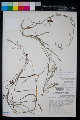 Funastrum crispum image