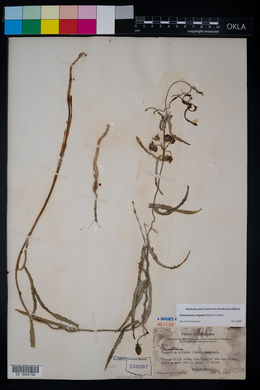 Funastrum crispum image