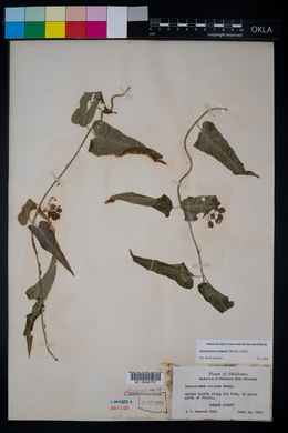 Funastrum crispum image
