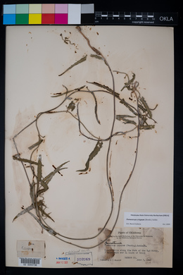 Funastrum crispum image