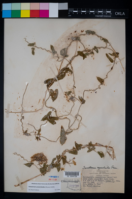 Funastrum cynanchoides image