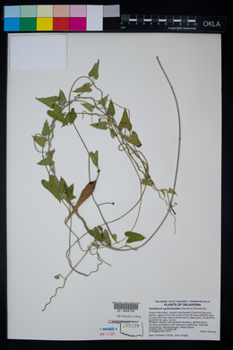 Funastrum cynanchoides image