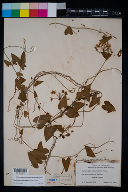 Funastrum cynanchoides image