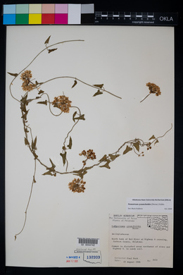 Funastrum cynanchoides image