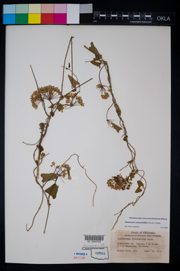 Funastrum cynanchoides image