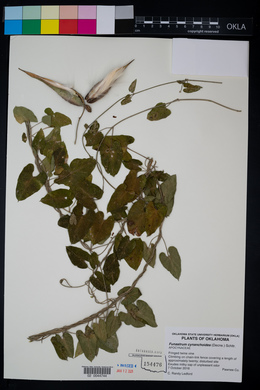 Funastrum cynanchoides image