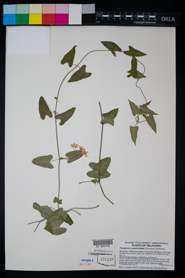 Funastrum cynanchoides image