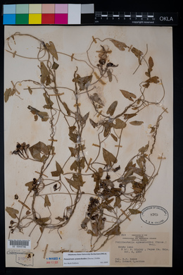 Funastrum cynanchoides image