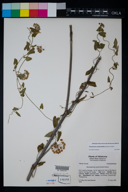 Funastrum cynanchoides image