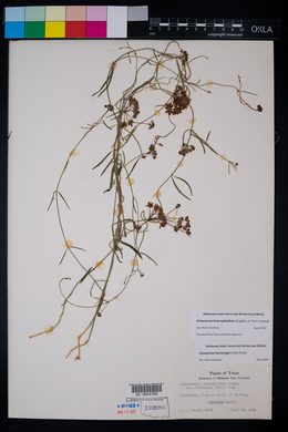 Sarcostemma cynanchoides ssp. hartwegii image