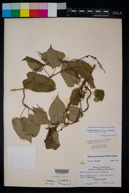 Gonolobus suberosus image