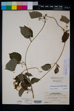 Gonolobus suberosus var. granulatus image