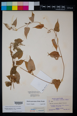 Gonolobus suberosus image