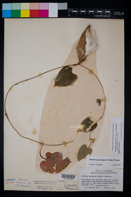 Gonolobus suberosus image
