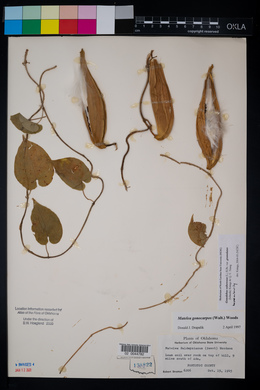 Gonolobus suberosus image