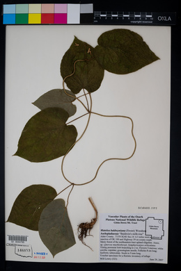 Matelea baldwyniana image
