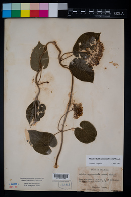 Matelea baldwyniana image