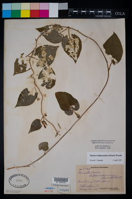 Vincetoxicum baldwynianum image