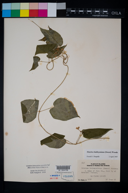 Matelea baldwyniana image