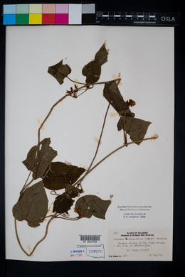 Matelea baldwyniana image
