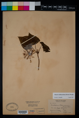 Vincetoxicum baldwynianum image
