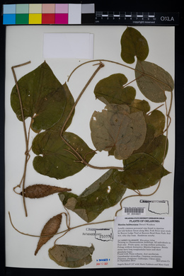 Matelea baldwyniana image