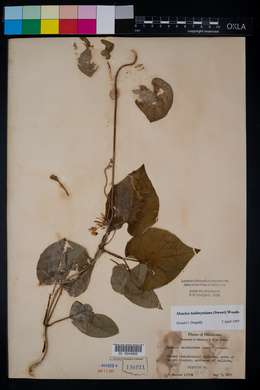 Matelea baldwyniana image