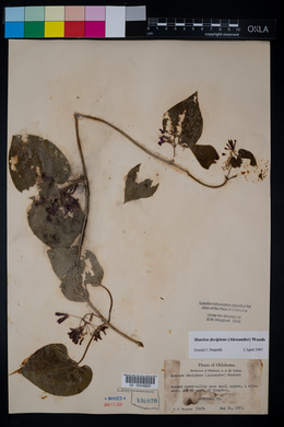 Matelea decipiens image