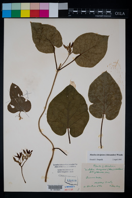 Matelea decipiens image