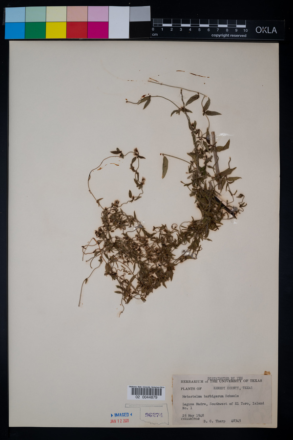 Metastelma barbigerum image