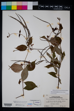 Thyrsanthella difformis image