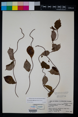 Thyrsanthella difformis image
