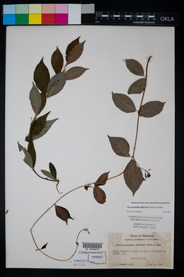 Thyrsanthella difformis image
