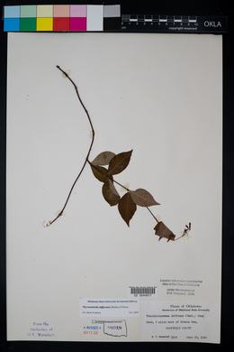 Thyrsanthella difformis image