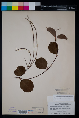 Thyrsanthella difformis image