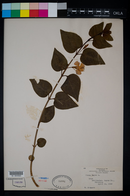 Vinca major image
