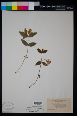 Vinca minor image