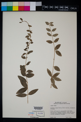 Vinca minor image