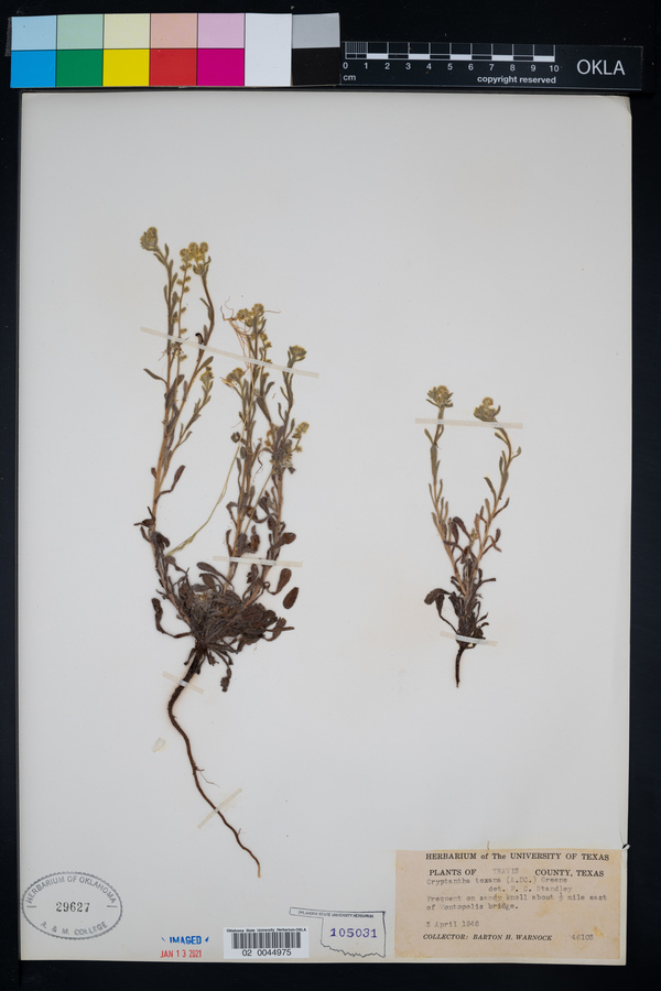 Cryptantha texana image