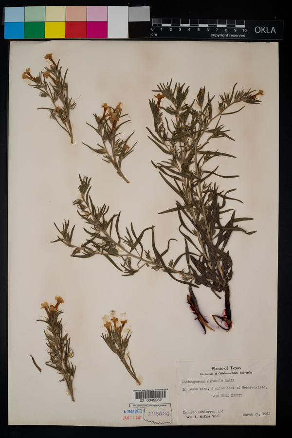 Lithospermum mirabile image