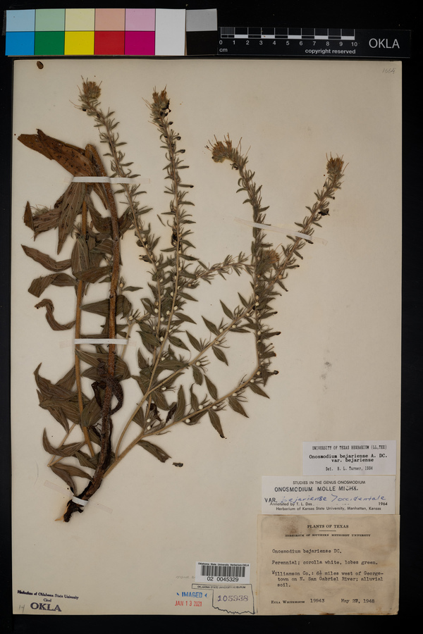 Onosmodium bejariense var. bejariense image