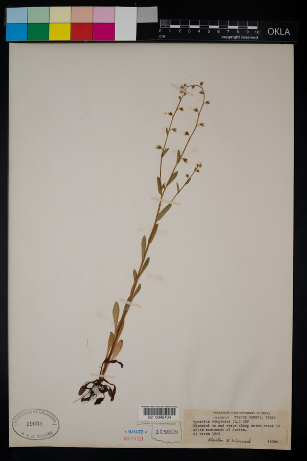 Myosotis verna image