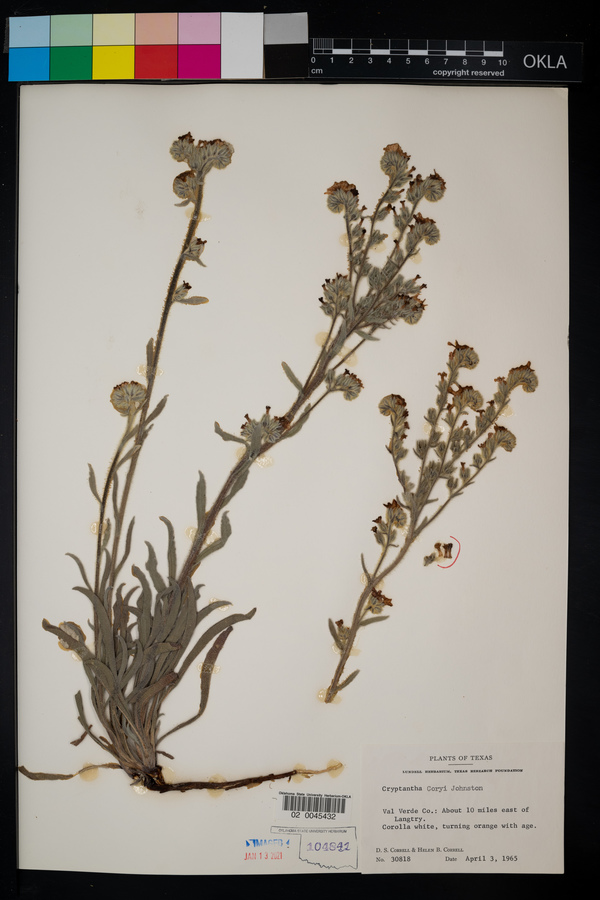 Cryptantha palmeri image