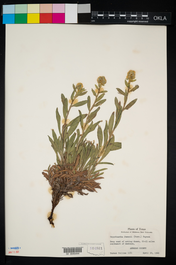 Cryptantha cinerea var. jamesii image