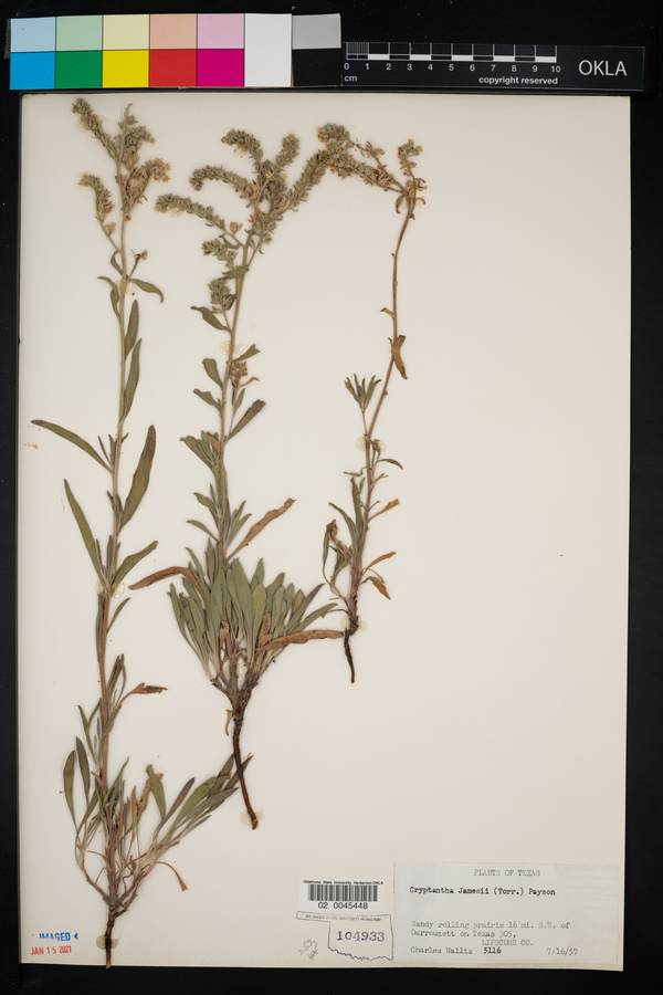 Cryptantha cinerea var. jamesii image