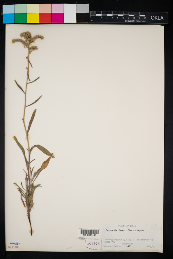 Cryptantha cinerea var. jamesii image