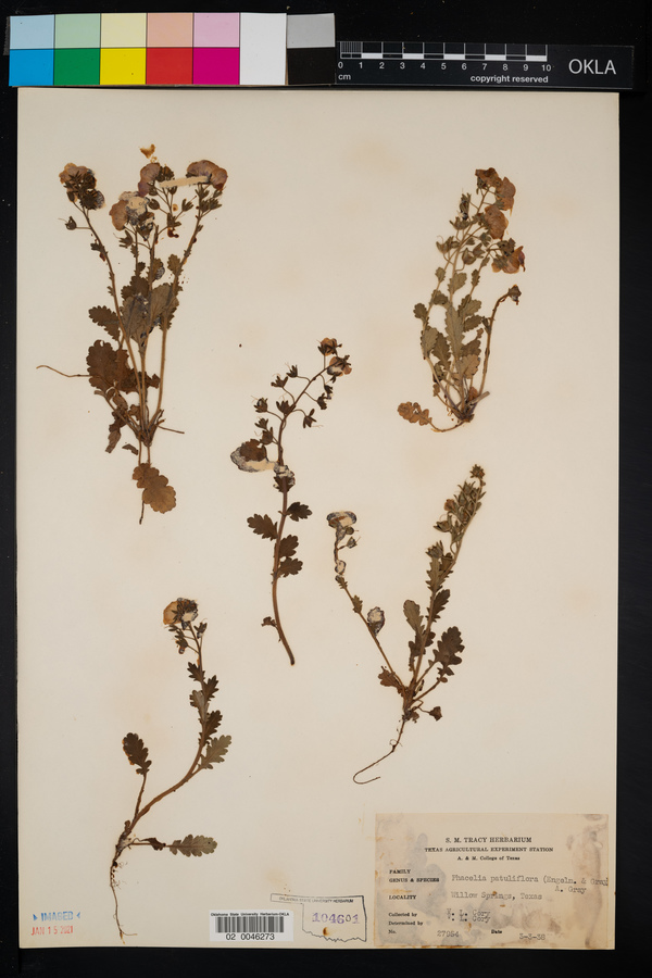 Phacelia patuliflora image